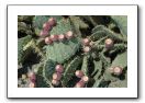 02- Les fruits d'un cactus